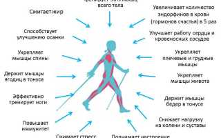 Скандинавская ходьба: как правильно ходить, польза, противопоказания