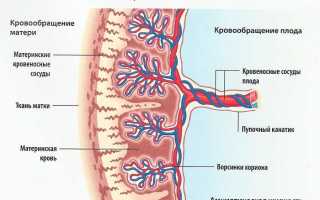 Степень зрелости плаценты