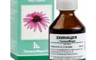 Эхинацея: настойка, таблетки, инструкция по применению